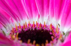 Which part of the genital warts?