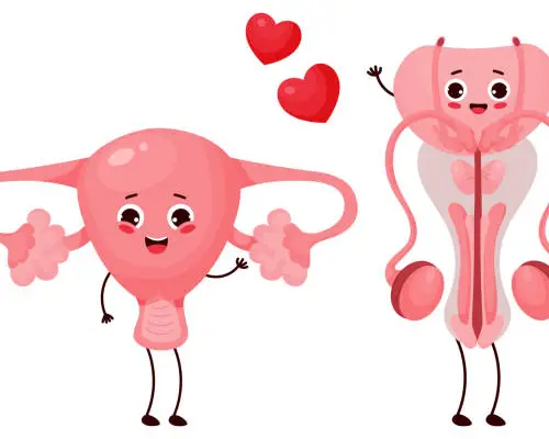 آلت تناسلی مردانه